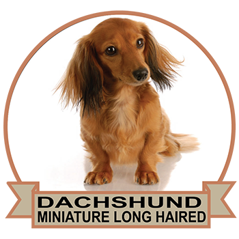 (image for) Dachshund - Miniature Long Haired (DACH063)